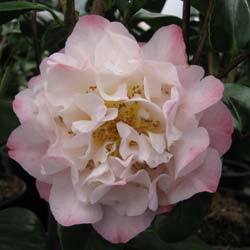 Camellia japonica Nuccio's Jewel
